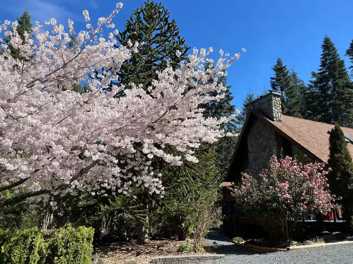 A picturesque house is framed by a blooming cherry tree, its pink blossoms adding beauty to the serene landscape.