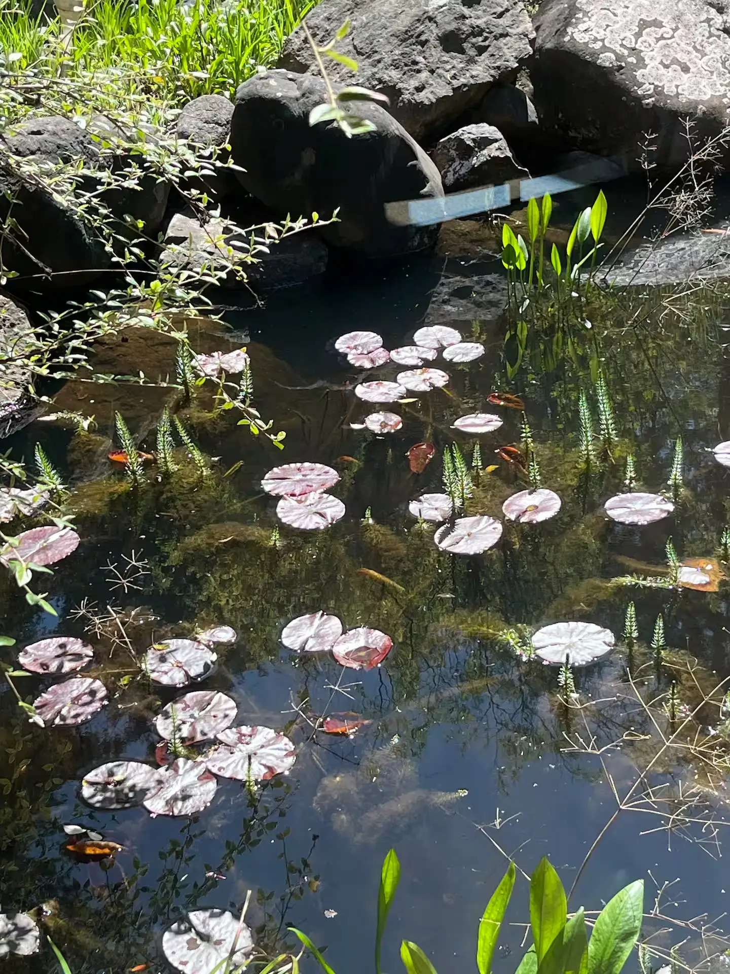 Tranquil pond scene showcasing colorful water lilies and scattered rocks at the center, framed by natural foliage.